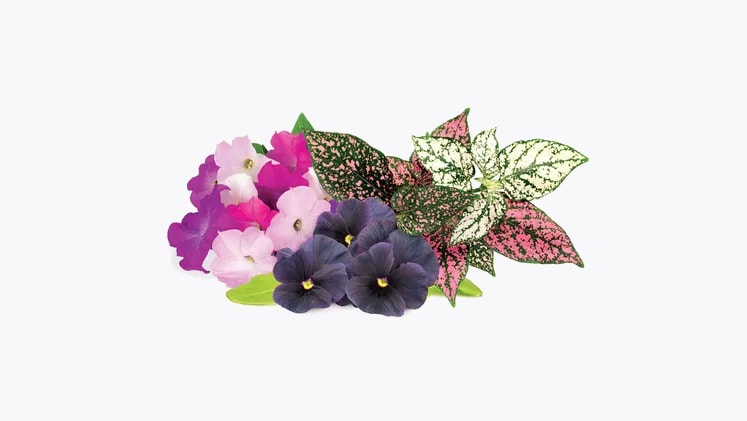 home decoration