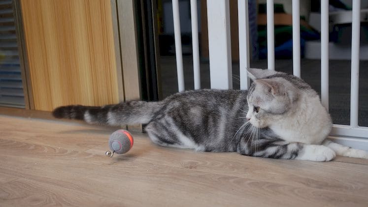 Cheerble Ball M1 C0419 Gray
