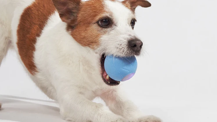 Cheerble Ball Wicked SE C1221 Dawn Blue