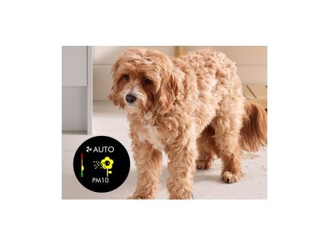 Οσμές και τρίχωμα κατοικίδιων ζώων