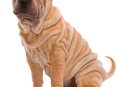 Εύκολο Σιδέρωμα