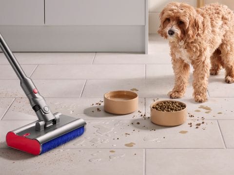 Ακαταστασία από τα κατοικίδια