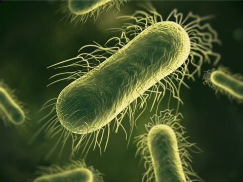 Δεν υπάρχουν σημεία ανάπτυξης βακτηρίων