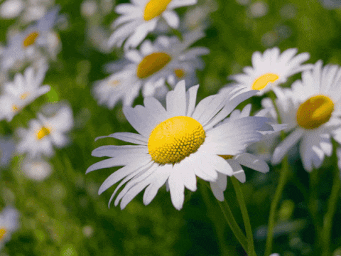 Telephoto Macro